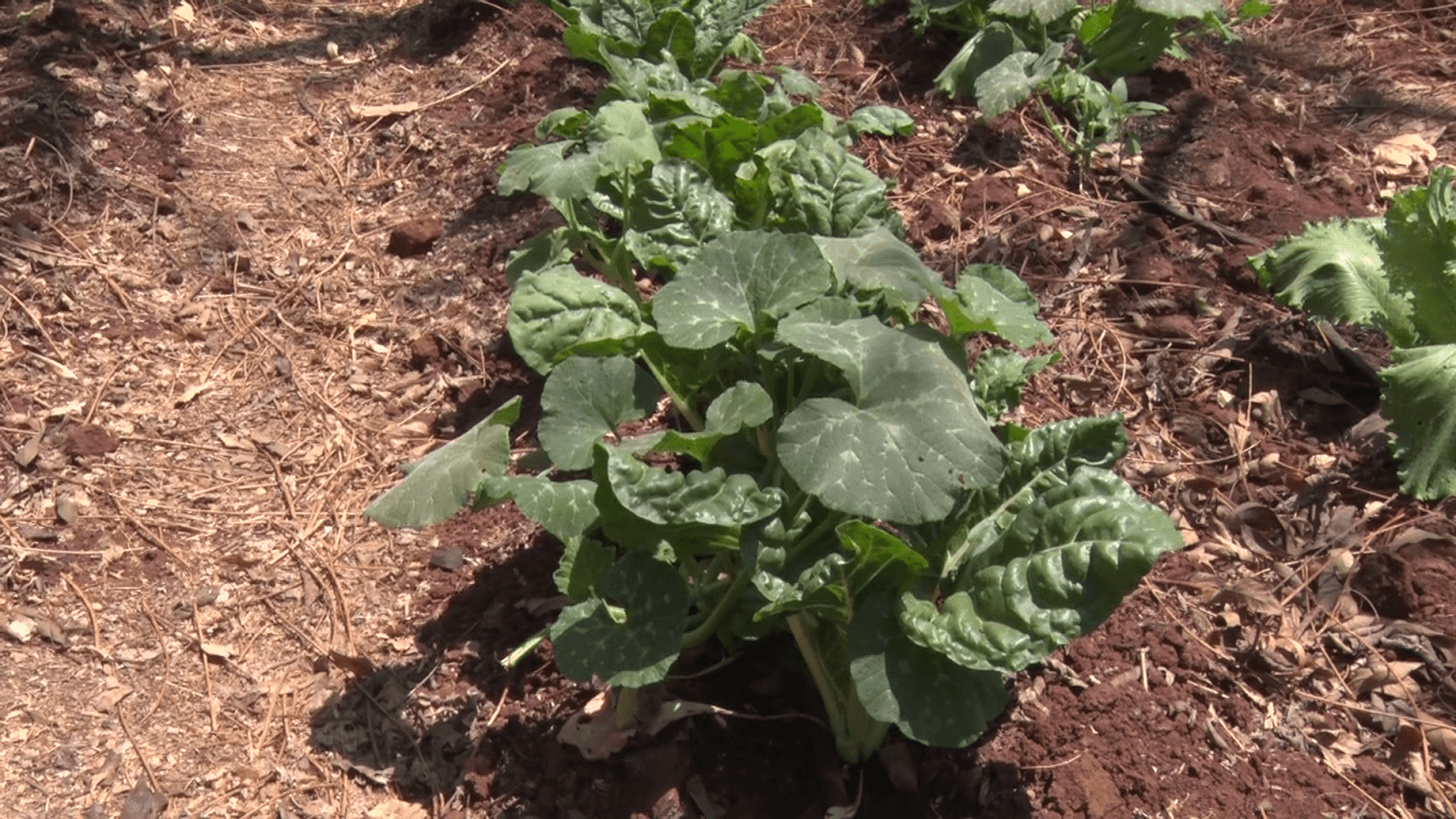 Soil Fertility