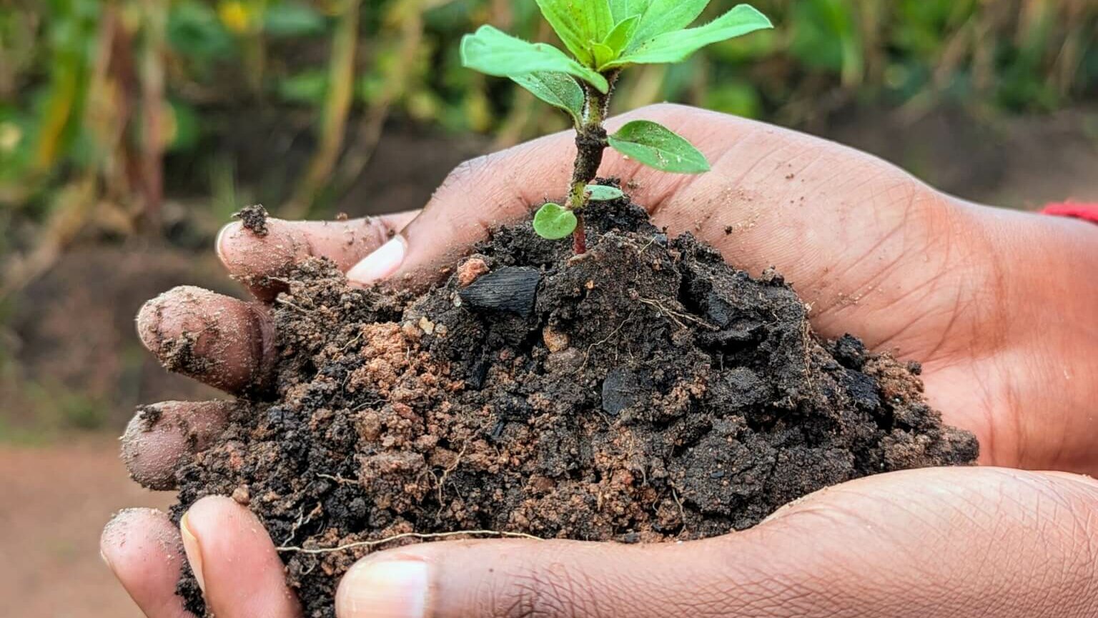 Soil