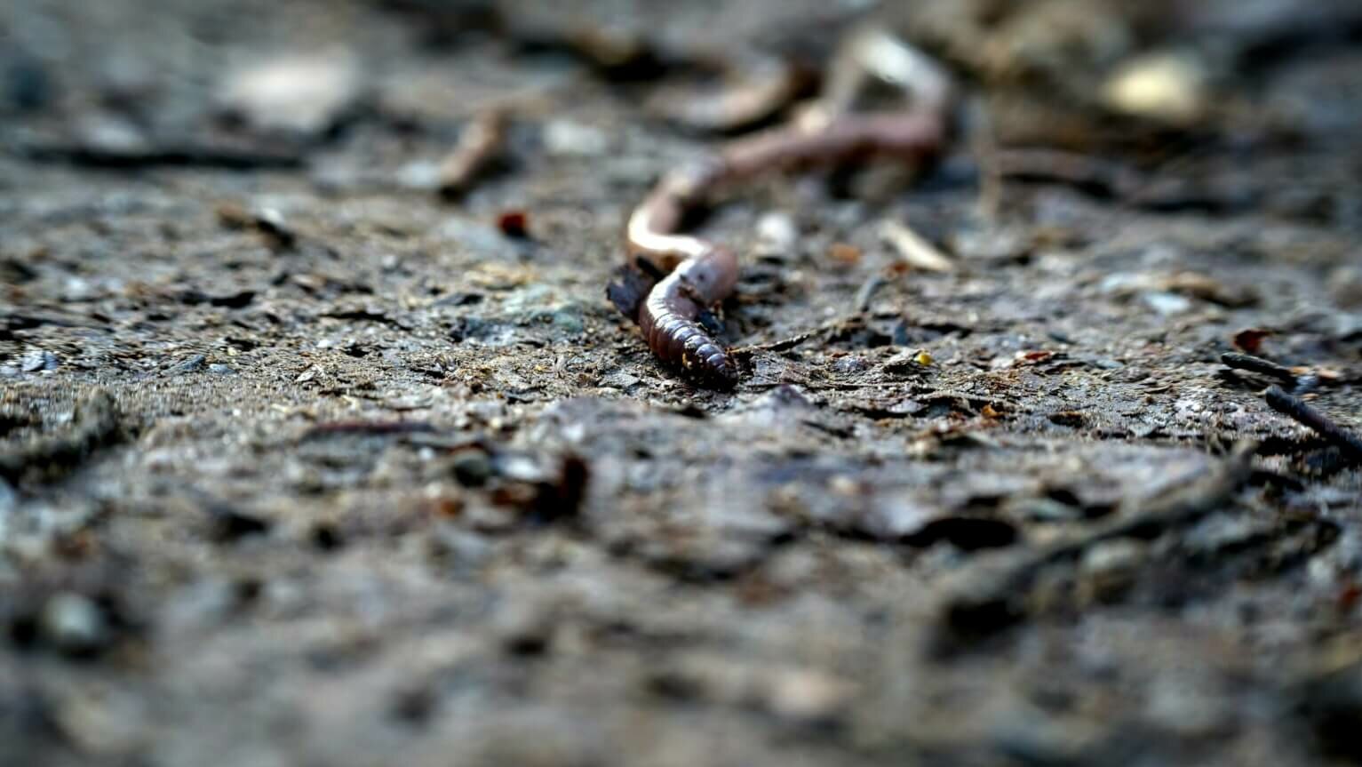 Earth worm