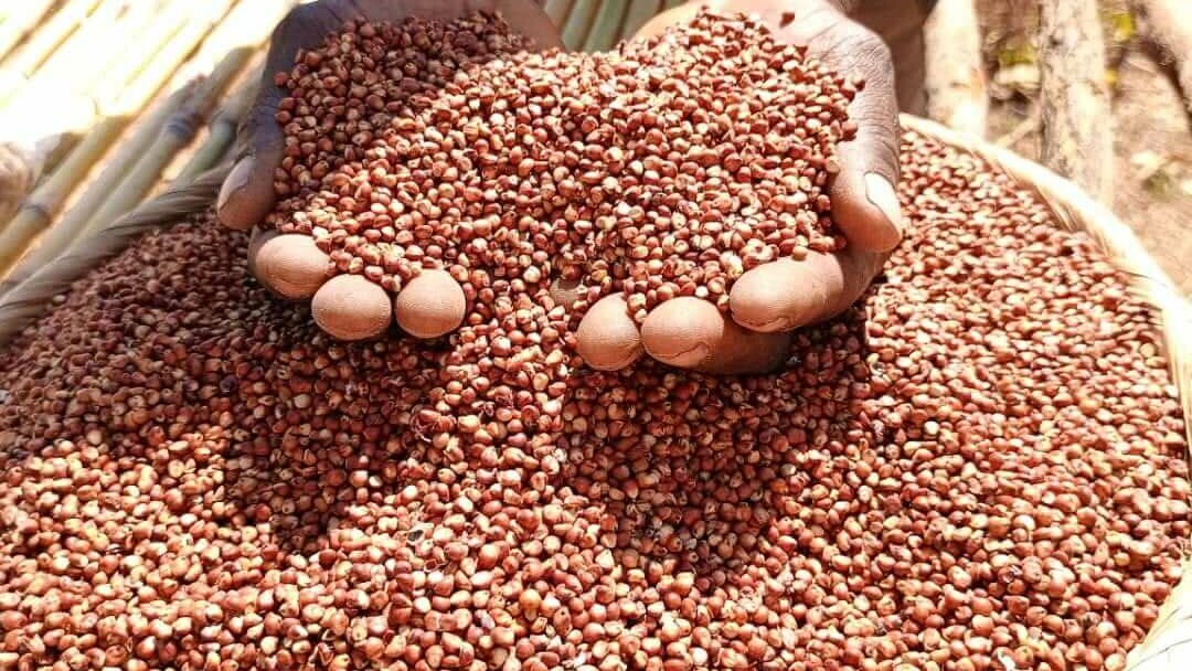 Local seeds