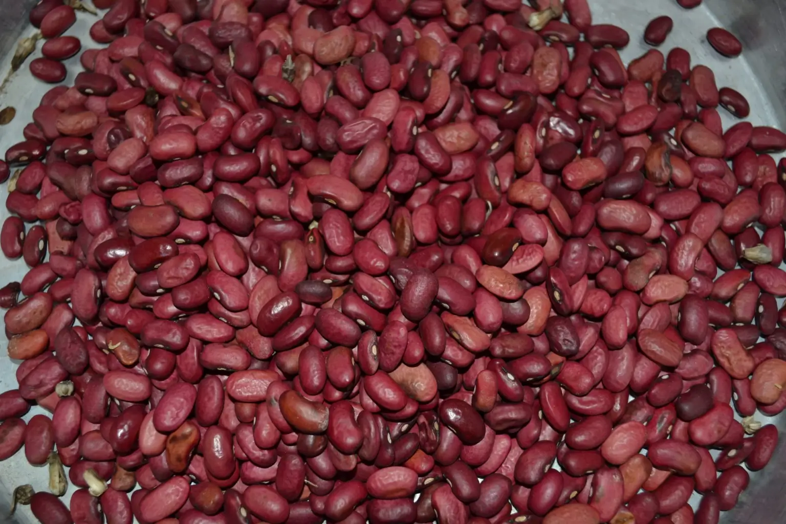 haricot rouge protégé par le Chenopodium. Photo prise sur Google