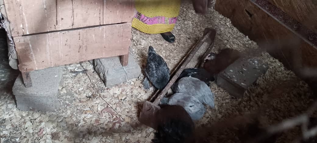 Ermine NGALANIK KEUFFI, native de Bafang, est bien plus qu’une productrice. Devenue une figure incontournable de l’agriculture biologique dans le Haut-Nkam, elle promeut les pratiques durables et partage son savoir. photo crédit: CPF de Mbouo