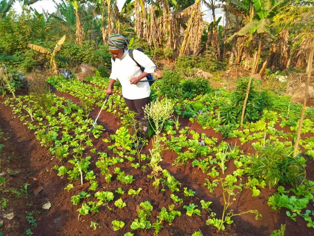 Emma dans sa parcelle de Tsinkop, elle déploie un éventail de techniques agroécologiques – associations de cultures, purins, composts – pour régénérer la terre et obtenir des récoltes abondantes. Photo crédit: CPF de Mbouo