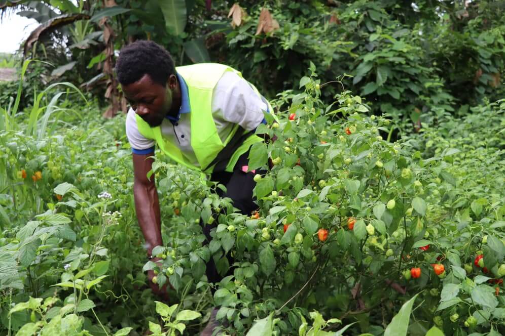 NGAH Landry dans sa parcelle de piment bio